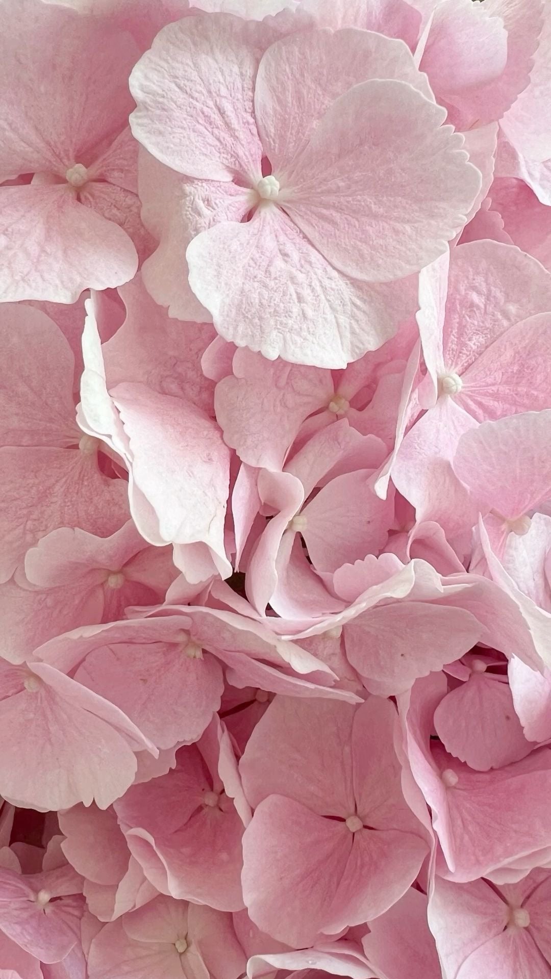 Box “Pretty in pink”