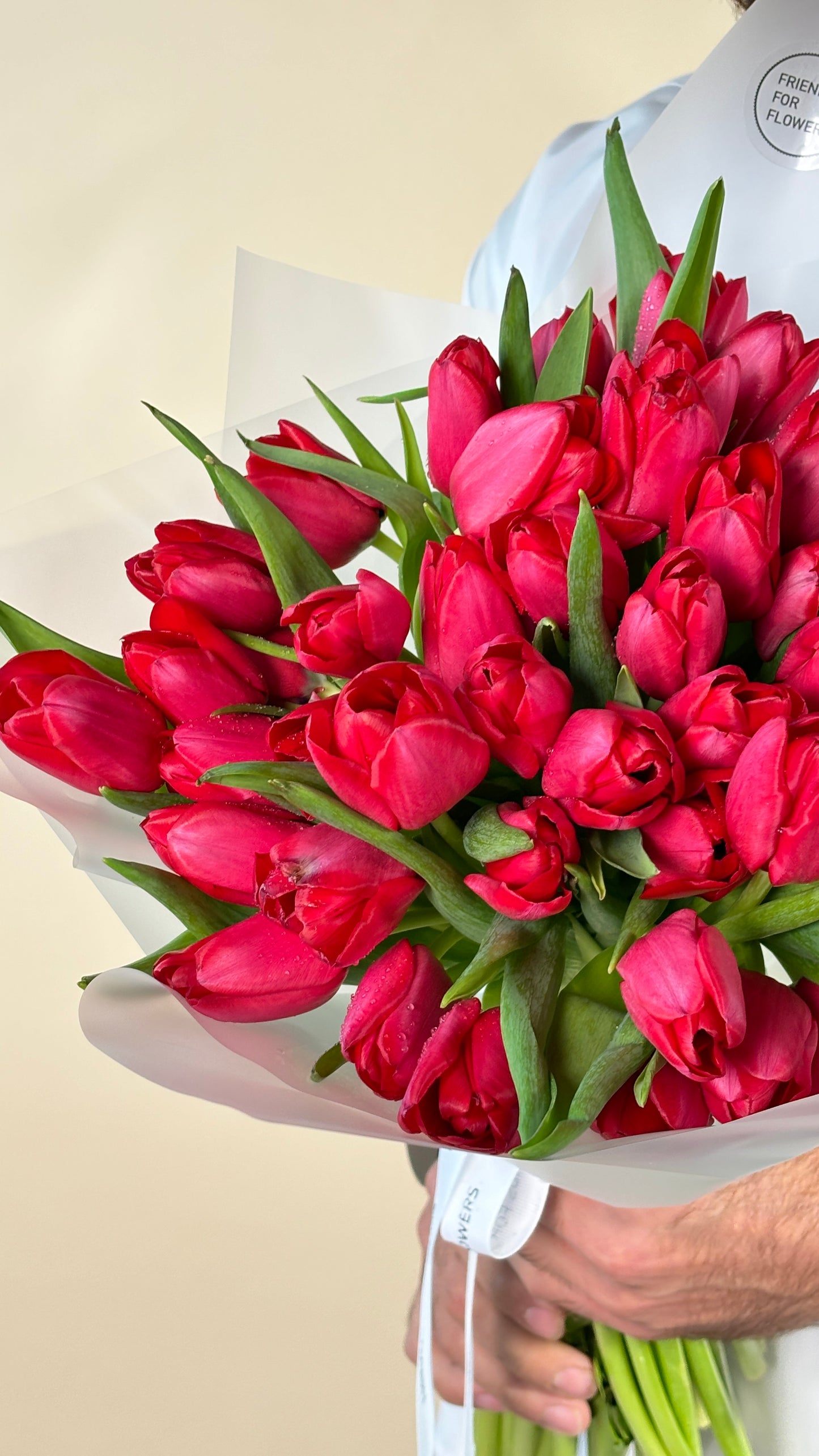 Mono of red tulips