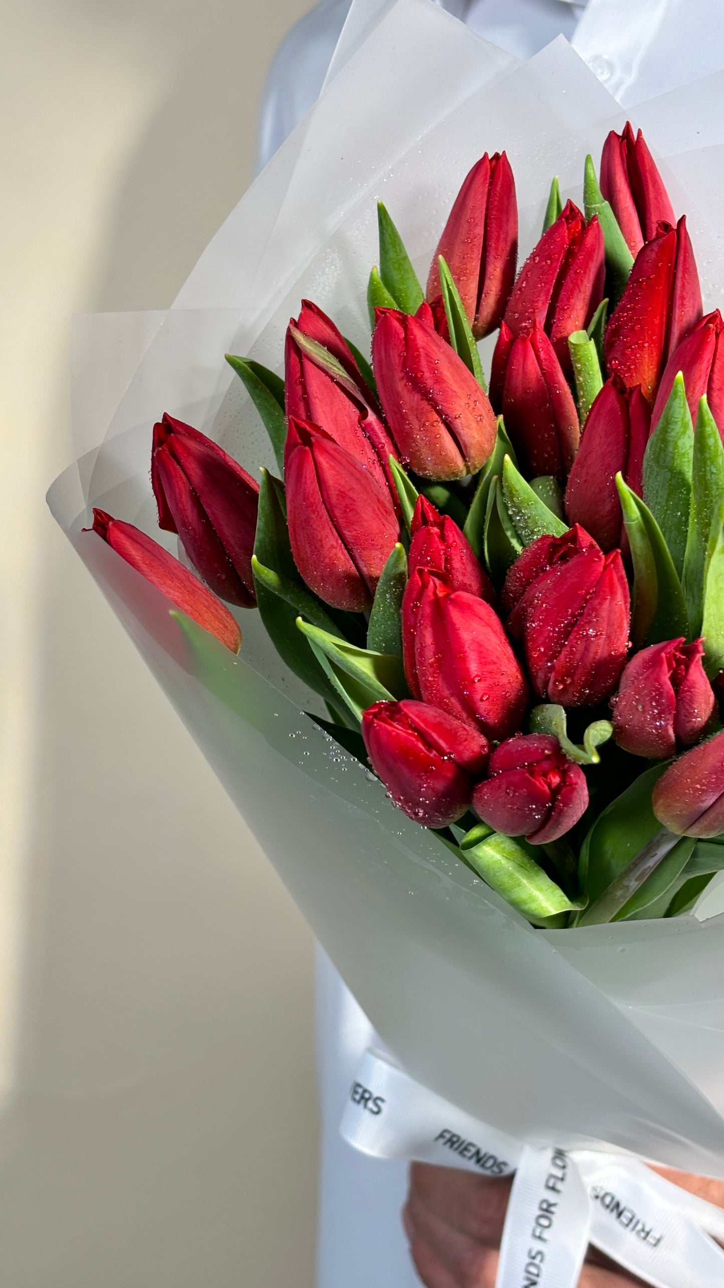 Mono of red tulips