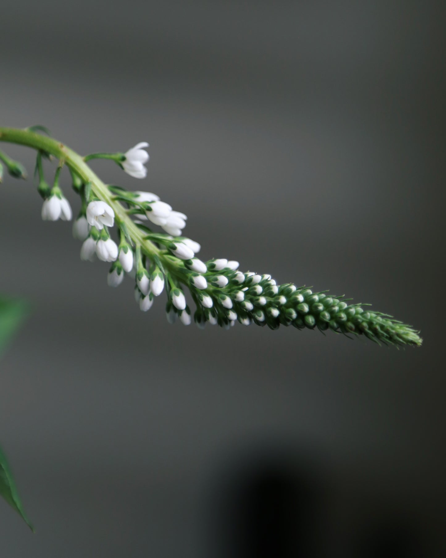 Flower basket "Green light"