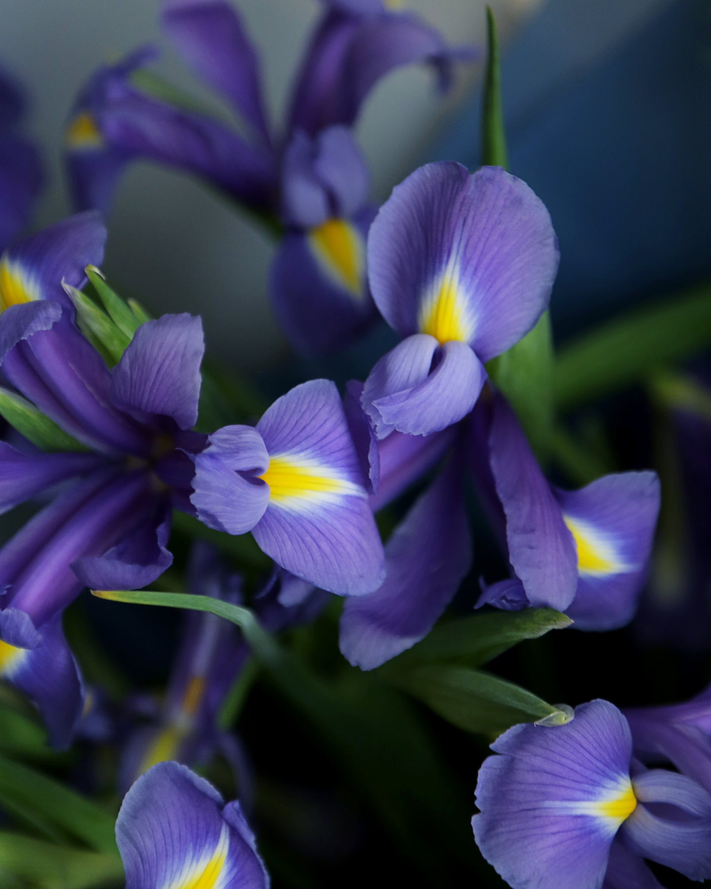 Bouquet " Blueberry"