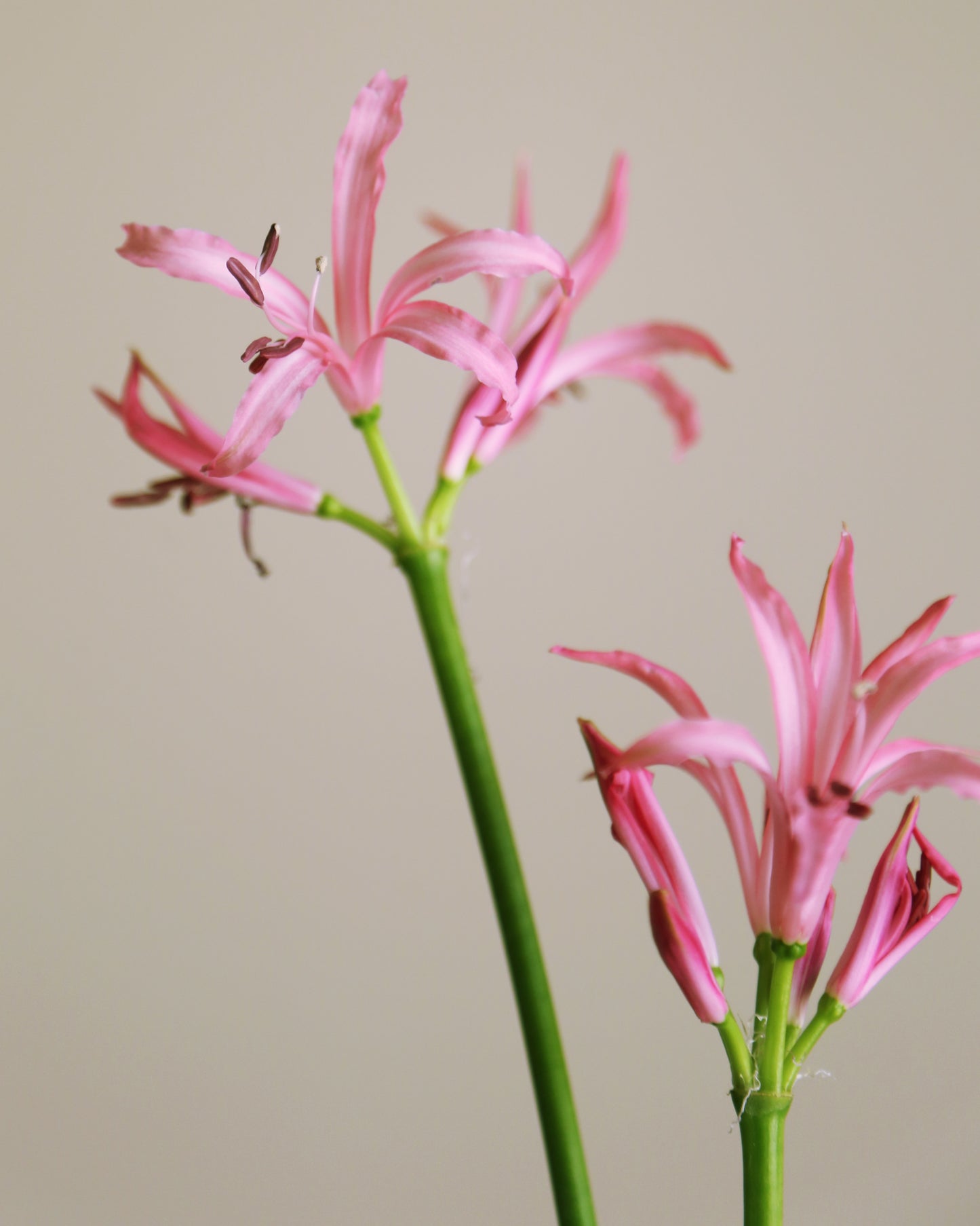 Arrangement set “Gardens of Eden”