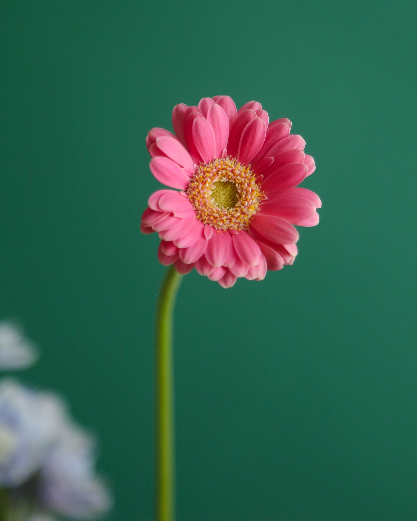 Flower Arrangement “Bloom pink”