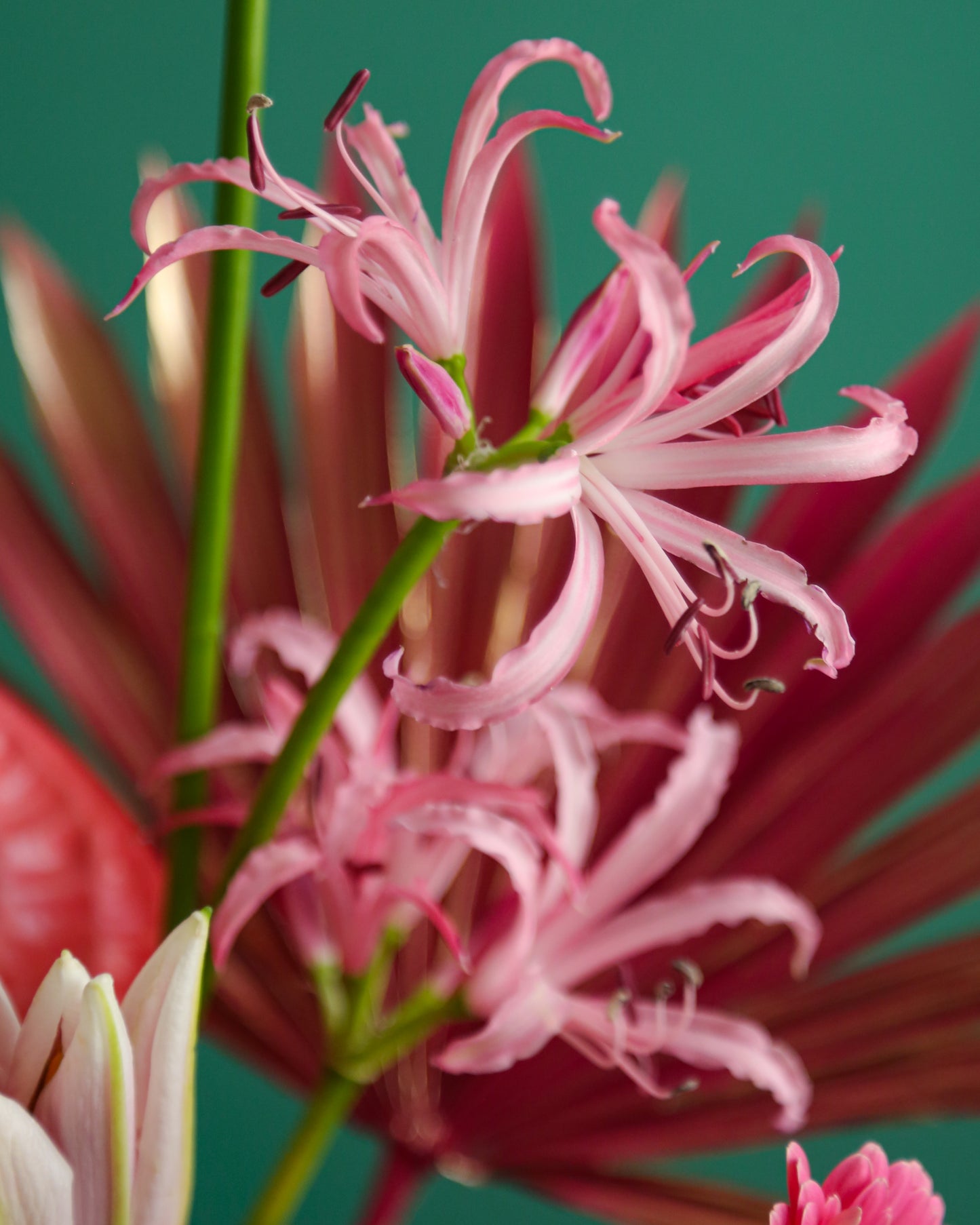 Flower Arrangement “Bloom pink”
