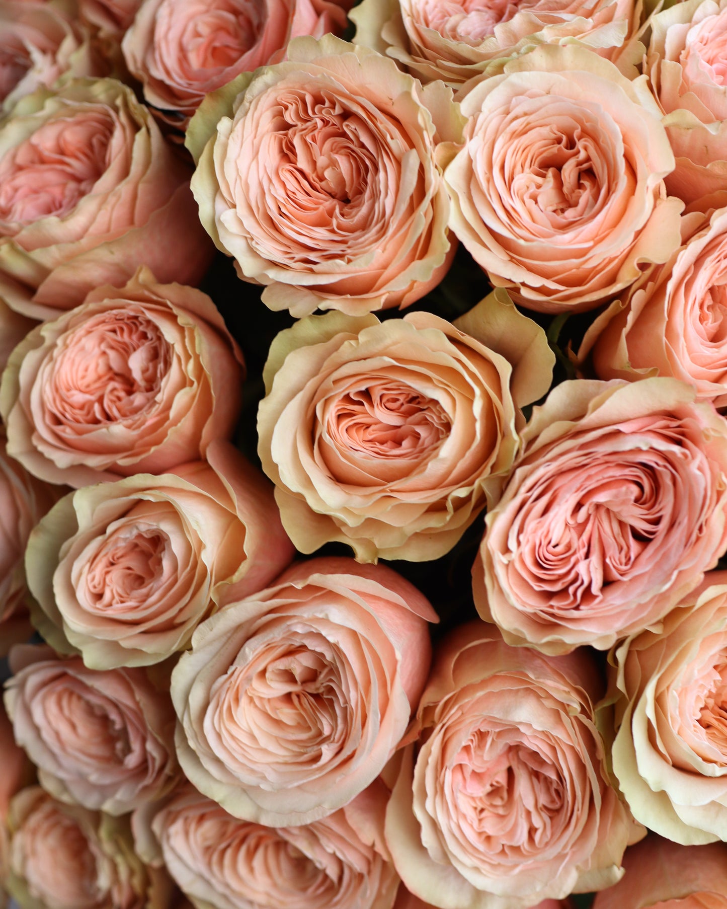 Bouquet " Coffee biscuit"
