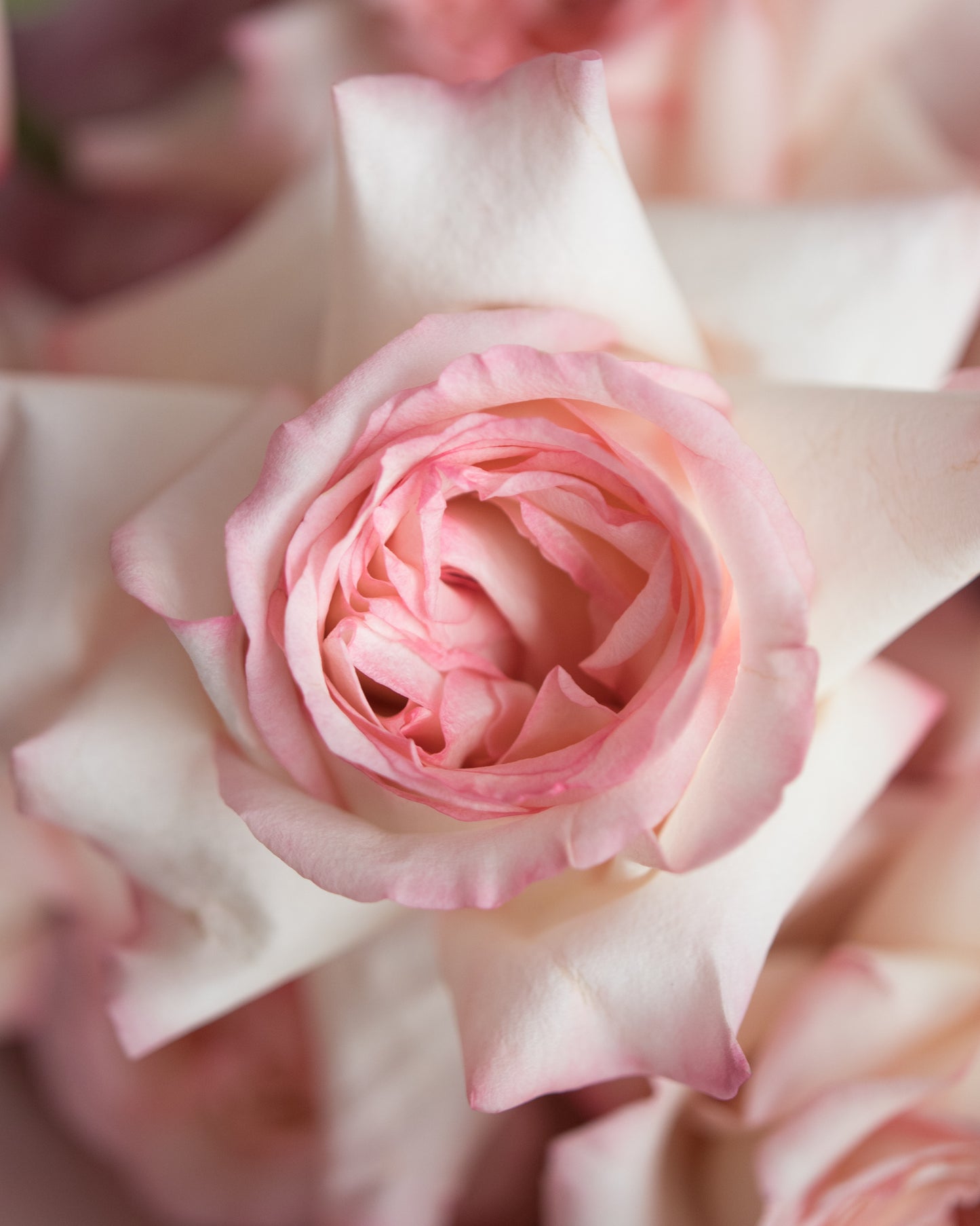 Bouquet "Loving eyes"