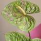 Bag of Anthuriums