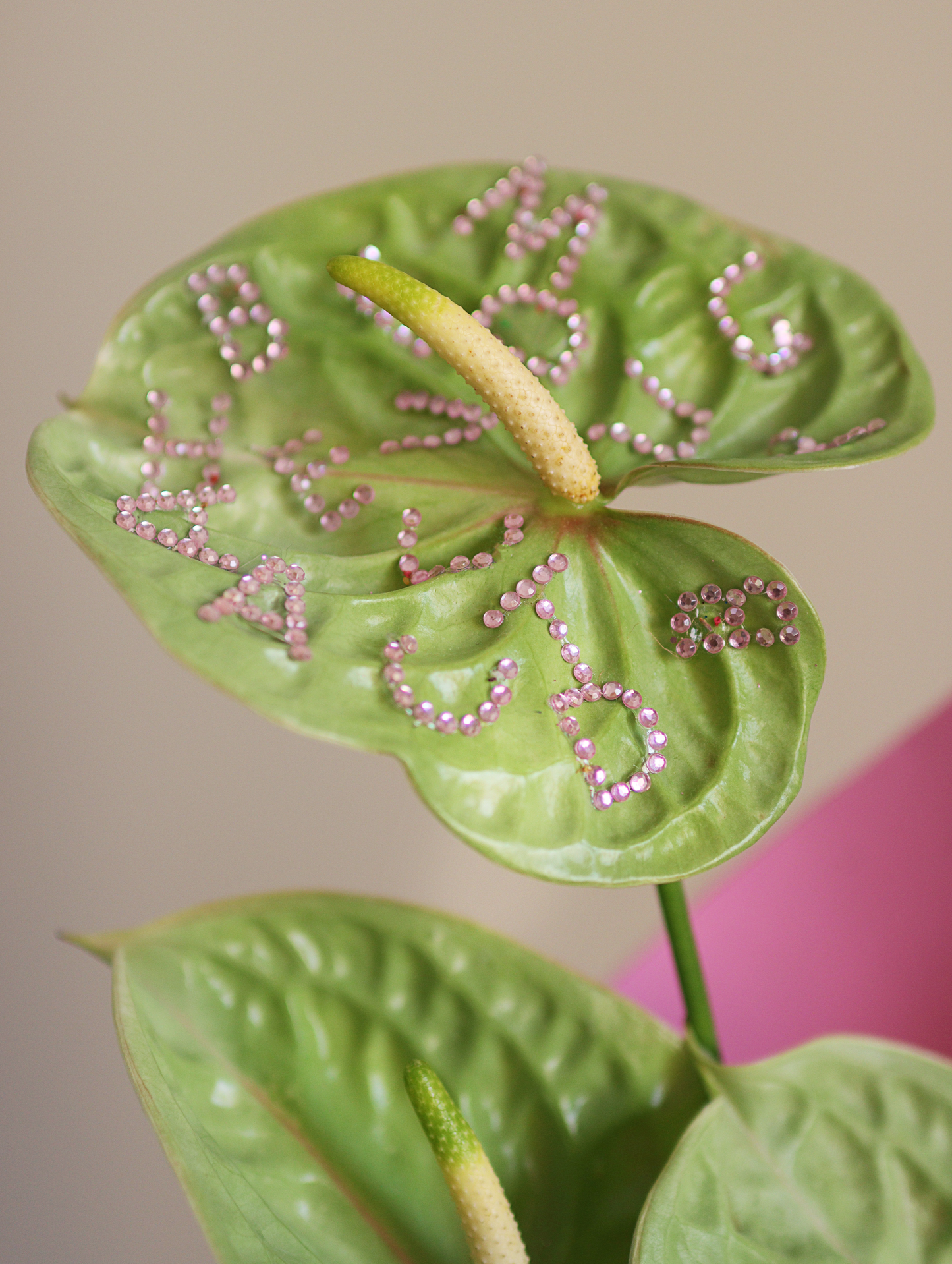 Bag of Anthuriums