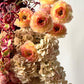 Arrangement "Cream Pie"