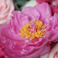 Bouquet "Strawberry jam"