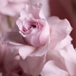Bouquet "Milky nougat"