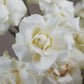 Flower arrangment 6