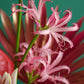 Flower Arrangement “Bloom pink”