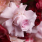 Bouquet "Queen of hearts"