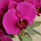 Flower box "Caribbean punch"