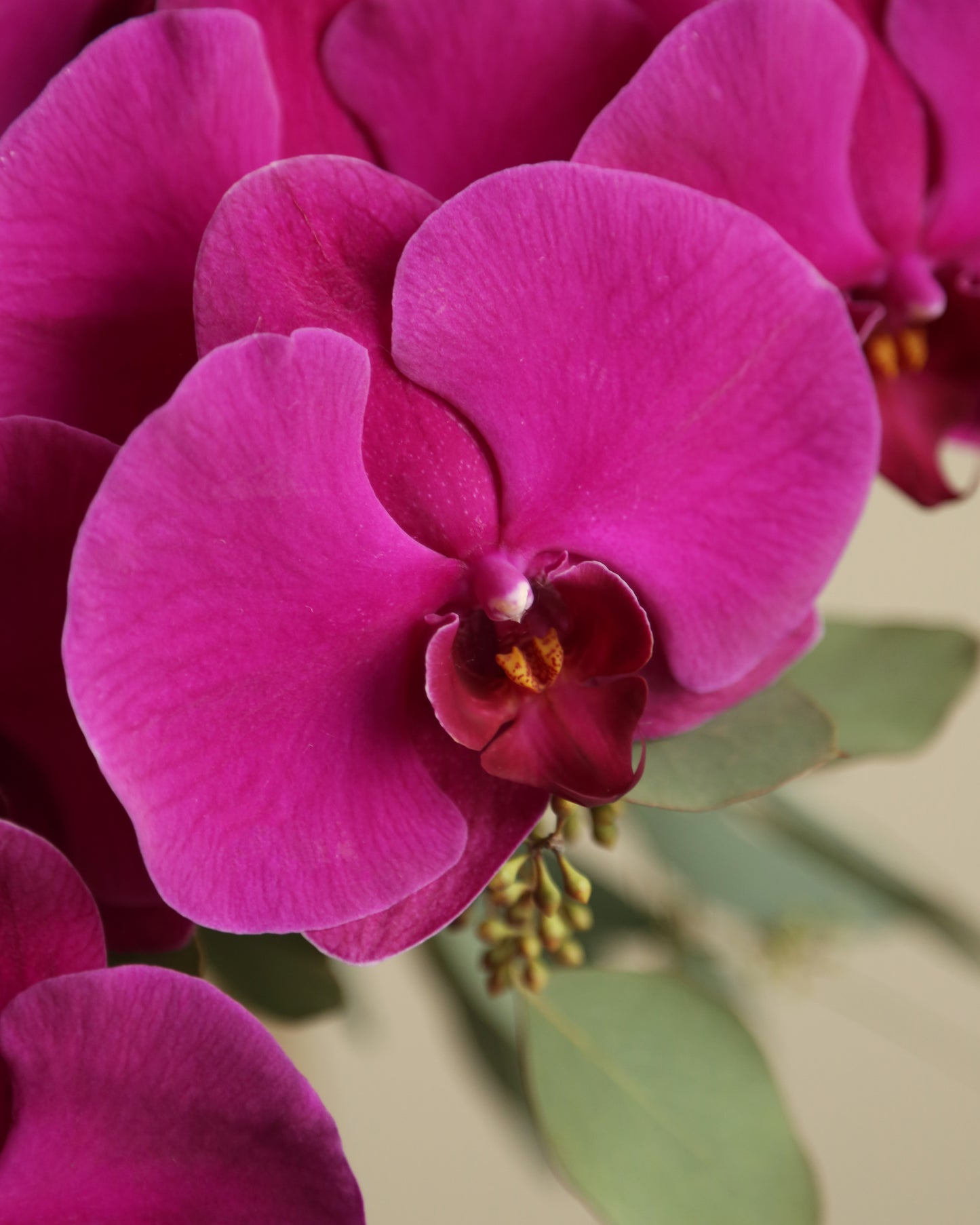 Flower box "Caribbean punch"