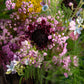 Flower arrangement "Green spider"