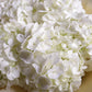 Bouquet "Frost"