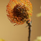Flower arrangment 4
