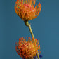 Flower arrangement "Orange Star"
