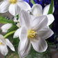 Flower arrangement "Blue moon"