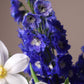 Flower arrangement "Blue moon"
