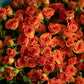 Bouquet "Orange juice"