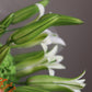 Bouquet “Lemon zest”