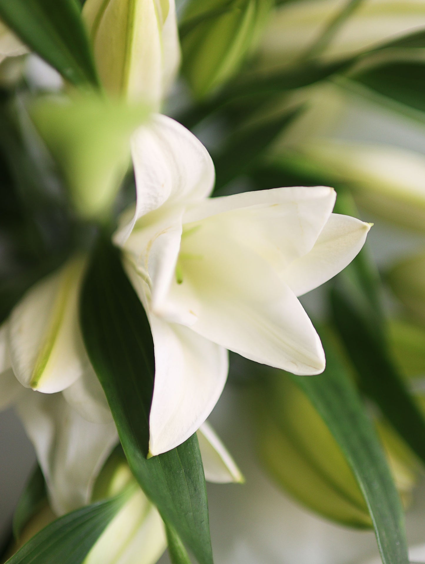 New White