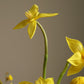 Flower arrangment 4
