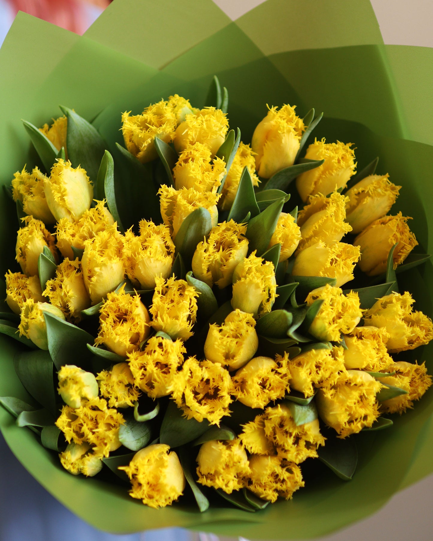 Mono of tulips
