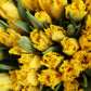 Mono of tulips