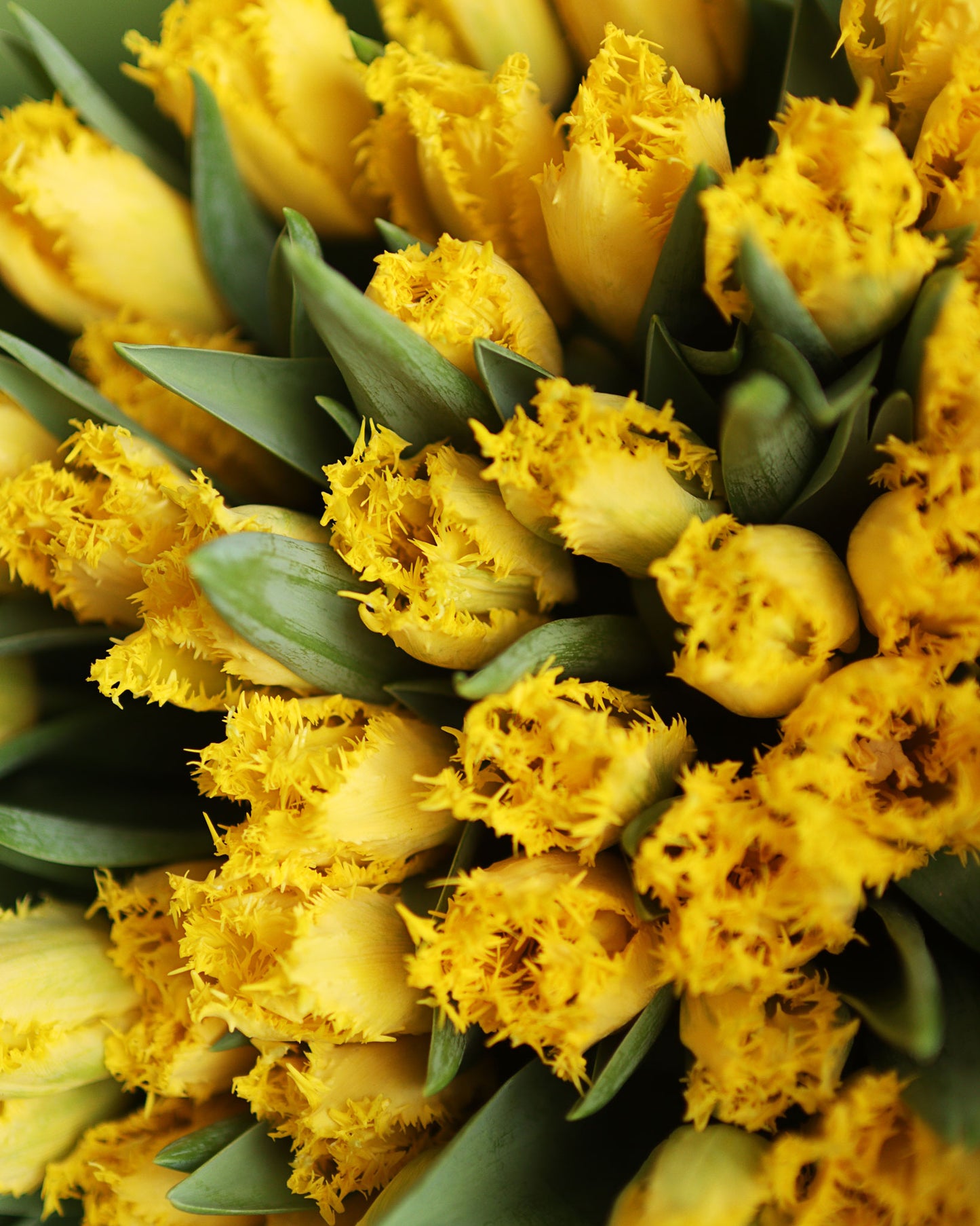 Mono of tulips