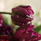 "Blooming Dragon"