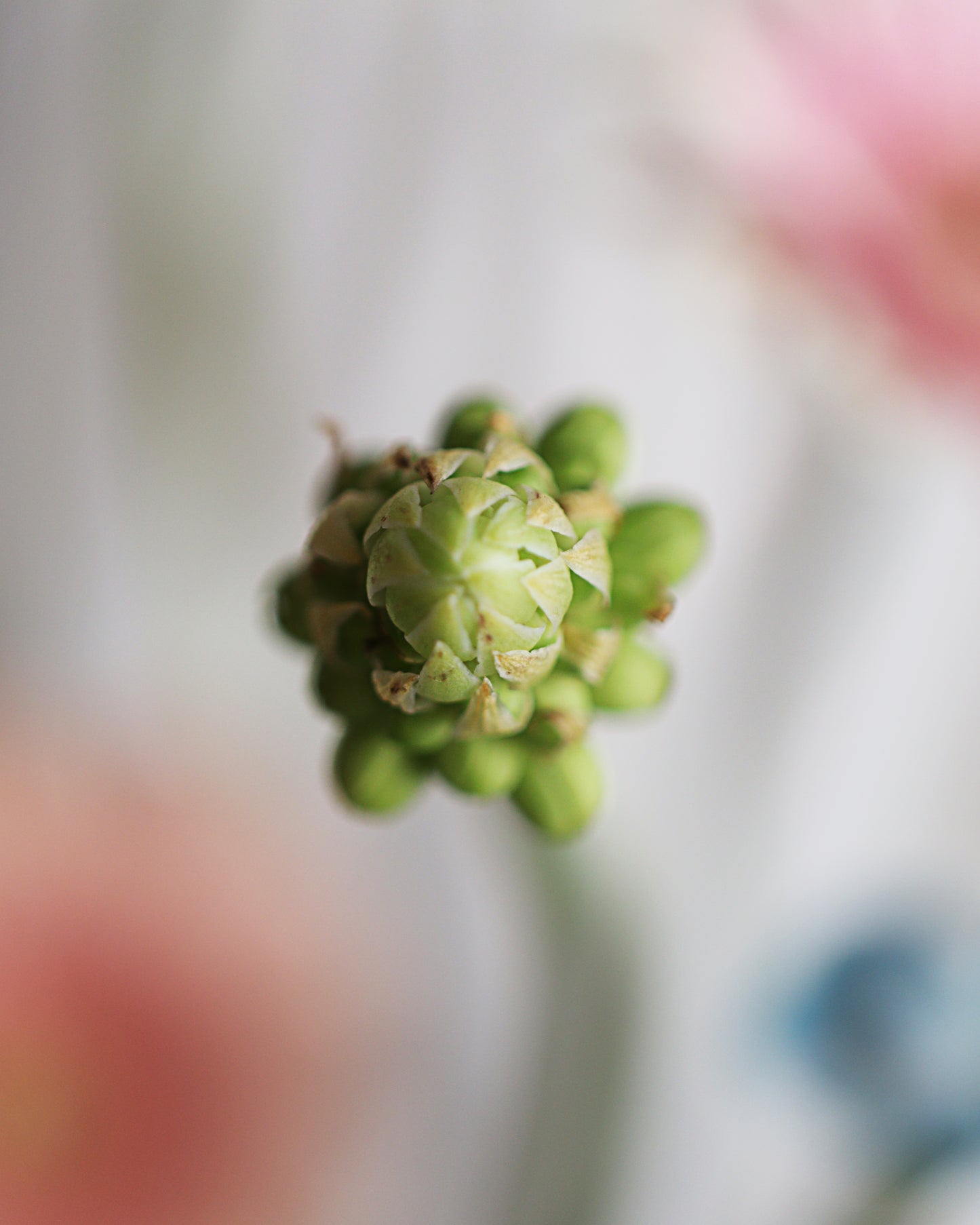 Flower arrangement 8