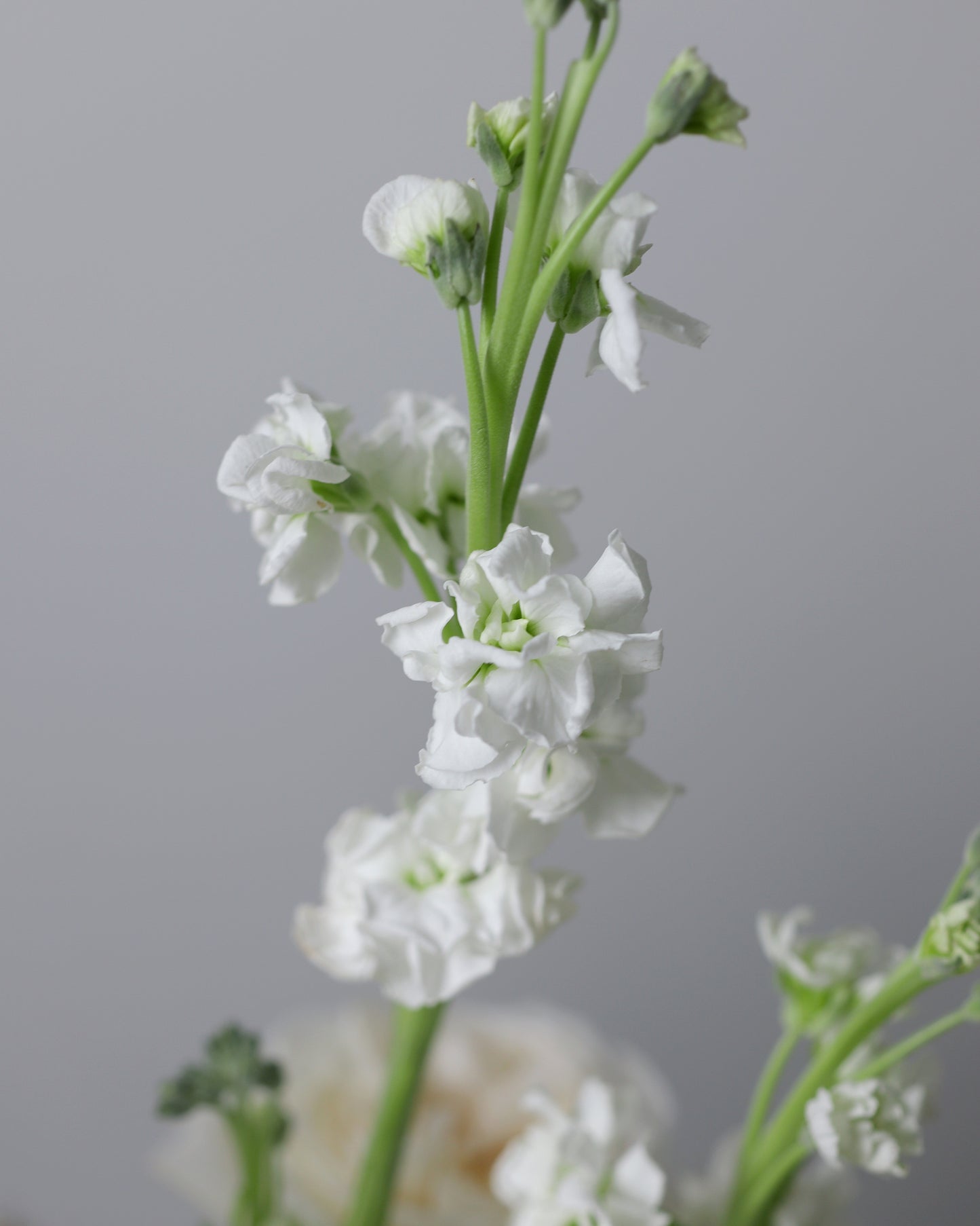 Arrangement "North wind"