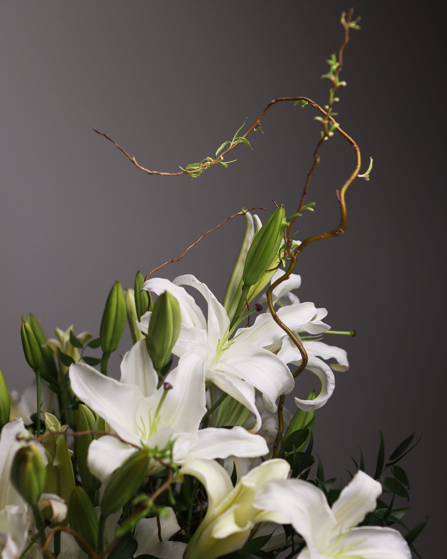 "Snow-White Lotus"