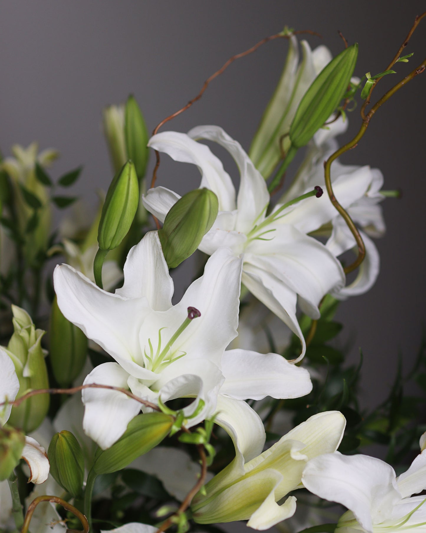 "Snow-White Lotus"