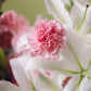 Flower arrangement "Euphoria"