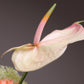 Flower arrangment 8