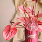 Flower box "Romcoms"