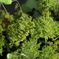 Bouquet "Green power"