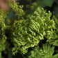 Bouquet "Green power"